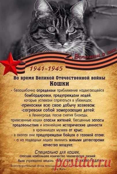 Кошки