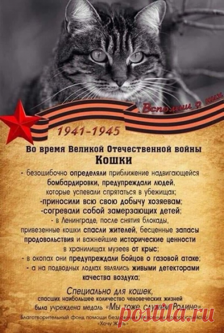 Кошки