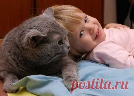 Человеческие обычаи, которые не любят кошки.