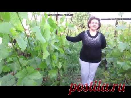 Как определить нагрузку виноградного куста? (Краса Дона, Сиреневый туман)