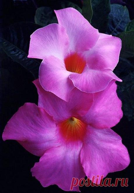 Mandevilla