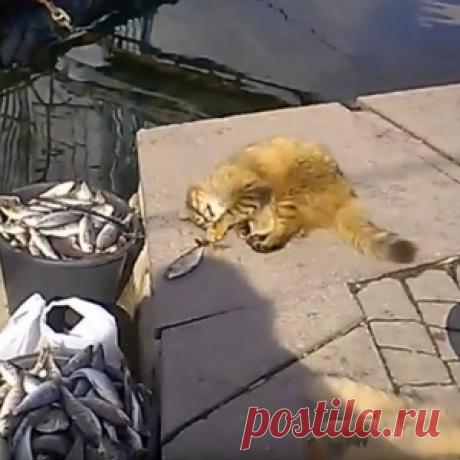 Голодающие коты Балаклавы