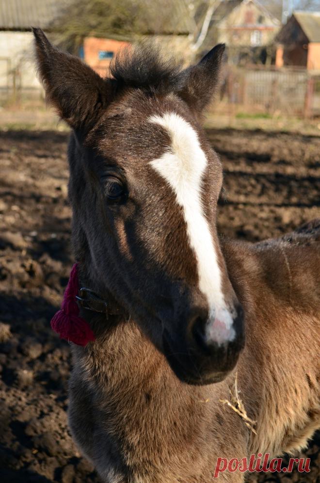 Маленькая лошадка)))