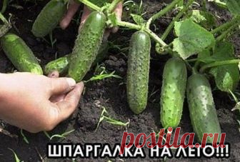 Чем и как подкармливать огурцы, чтобы собрать огромный урожай Правило каждого опытного садовода гласит: «Растение нужно своевременно подкармливать!»
 


Подкормка для огурцов № 1
После появления 3-4 листочков, растение нужно обработать смесью из 10 литров воды, …