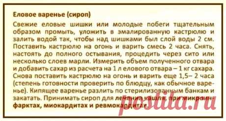 Еловое варенье (сироп)