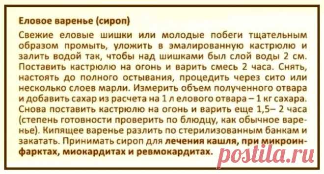 Еловое варенье (сироп)
