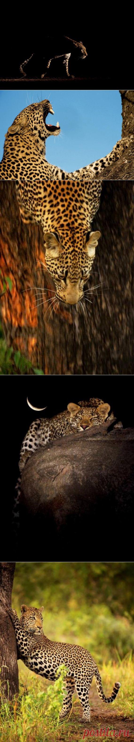 Африканские леопарды - Путешествуем вместе