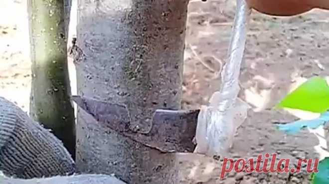 Как привить дерево к дереву.