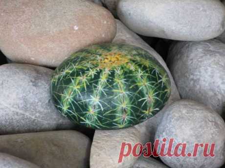 Cactus | Rocks