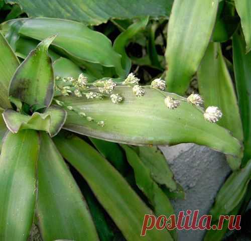 Золотой ус для зрения.