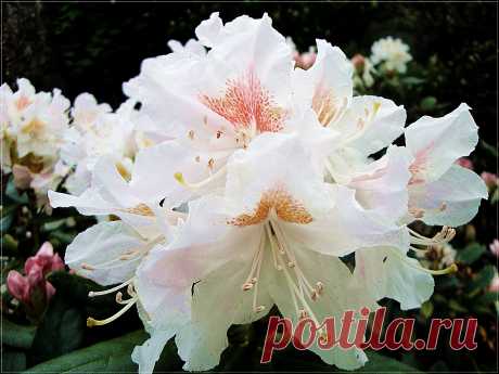 Рододендроны