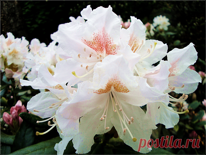 Рододендроны