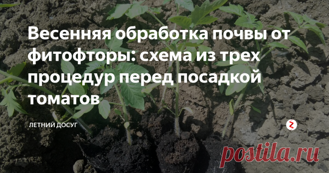 Весенняя обработка почвы от фитофторы: схема из трех процедур перед посадкой томатов Обработка растений от фитофторы начинается еще задолго до высадки самих растений. И даже если вы соблюдаете севооборот и никогда не сажаете помидоры на одном и том же месте, тем не менее профилактическую обработку почвы от этого инфекционного заболевания стоит обязательно провести.