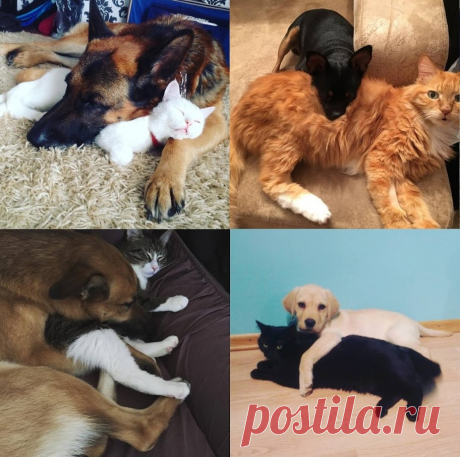 КотоПёс | VestiNewsRF.Ru