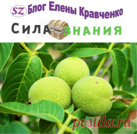 Настойка из грецких орехов на водке (рецепты и применение от болезней)