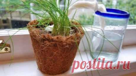 Как организовать автополив растений? — Полезные советы