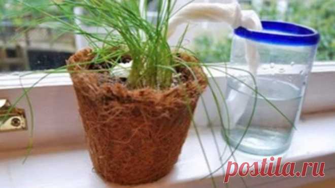 Как организовать автополив растений? — Полезные советы