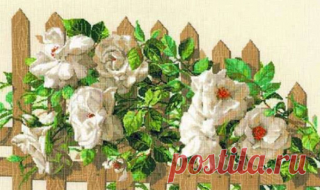 Розы на штакетнике..