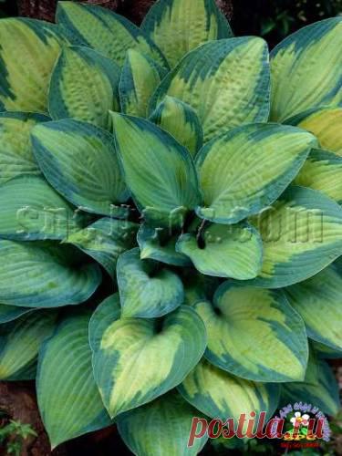 Paul's Glory - Хосты(Hosta) - Многолетники - Фотоальбомы - SPC