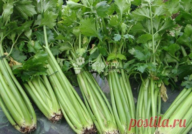 Посев мелких семян сельдерея и долго растущих цветов на рассаду Как правильно посеять мелкие семена сельдерея и ромашку, петунию, львиный зев, немезию. Чем стимулировать всхожесть семян с долгим периодом черной земли