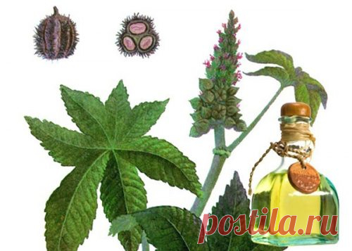 Касторовое масло для очищение кишечника: отзывы, как пить