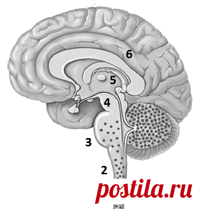 Тест: Как устроен мозг?