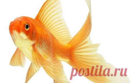 Тест: когда золотая рыбка исполнит вашу мечту — Бабушкины секреты