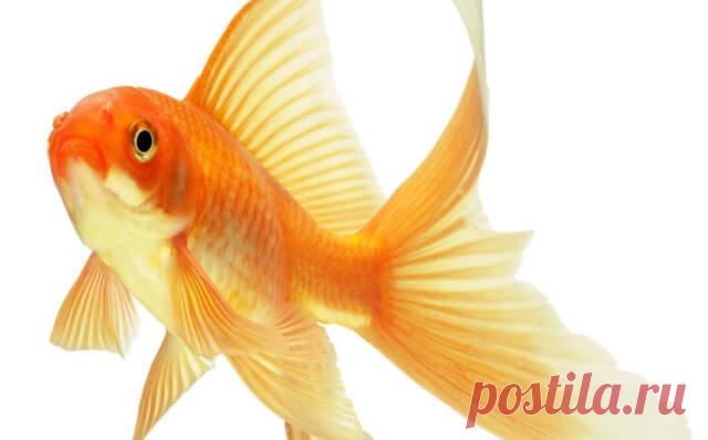 Тест: когда золотая рыбка исполнит вашу мечту — Бабушкины секреты