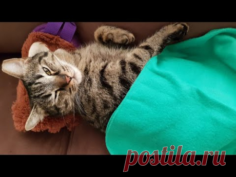 Смешной кот. Я в шоке! Такого вы еще не видели. Что сделал кот на диване?