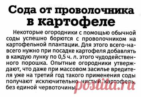 Сода от проволочника в картофеле