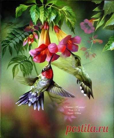 Колибри - самые маленькие птицы на земле, но какие красивые!!!) - запись пользователя Tina (Валентина) в сообществе Картинки для творчества в категории Животные и птицы