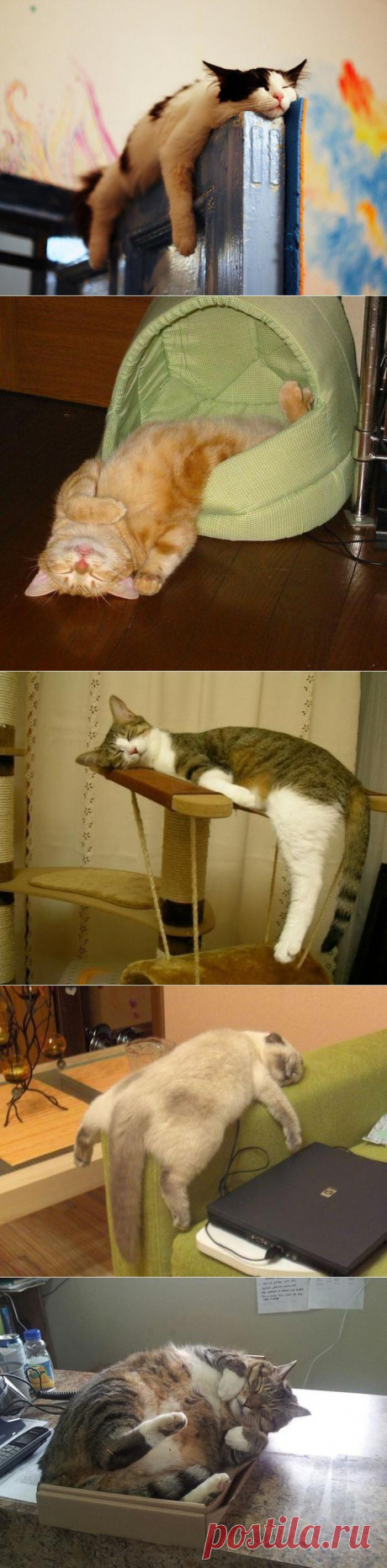 Спящие котейки