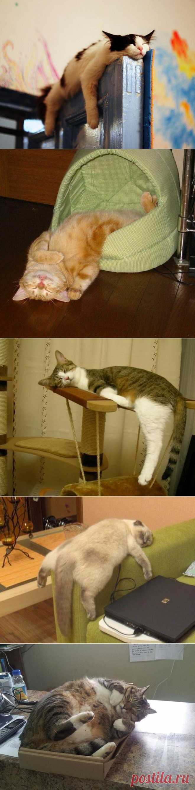 Спящие котейки