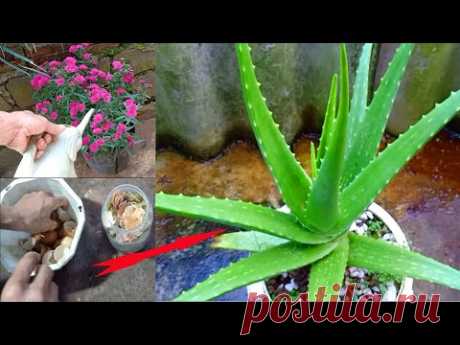 Посадка и уход за алоэ вера