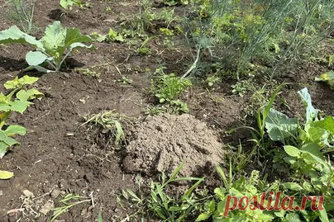 Как избавиться от крота на участке за один вечер: метод, о котором не расскажет сосед по даче. Кроты на участке становятся настоящей проблемой.