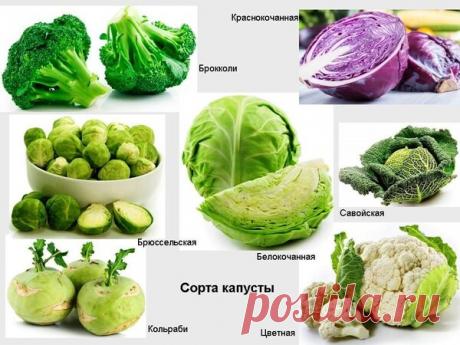 Как нежно снижать вес в элегантном возрасте. Советы диетолога. | Блоги о даче и огороде, рецептах, красоте и правильном питании, рыбалке, ремонте и интерьере