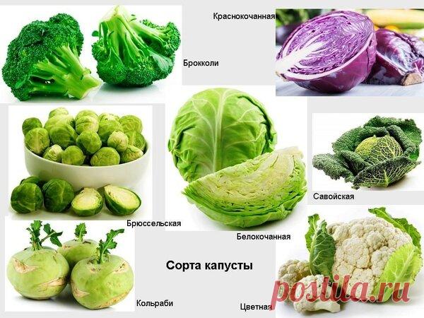 Как нежно снижать вес в элегантном возрасте. Советы диетолога. | Блоги о даче и огороде, рецептах, красоте и правильном питании, рыбалке, ремонте и интерьере