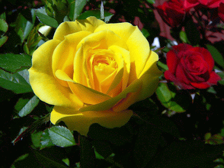 h-35553.jpg (442×332)