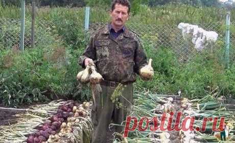 Огopoдные сeкрeты. | OK.RU