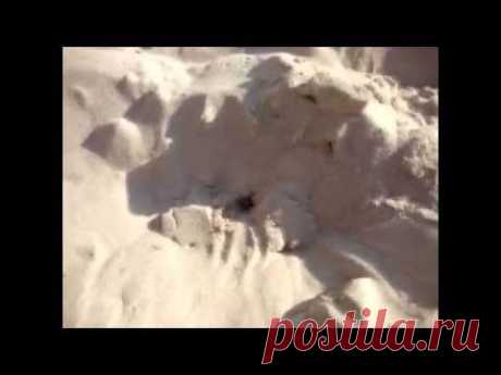 Медведка - YouTube