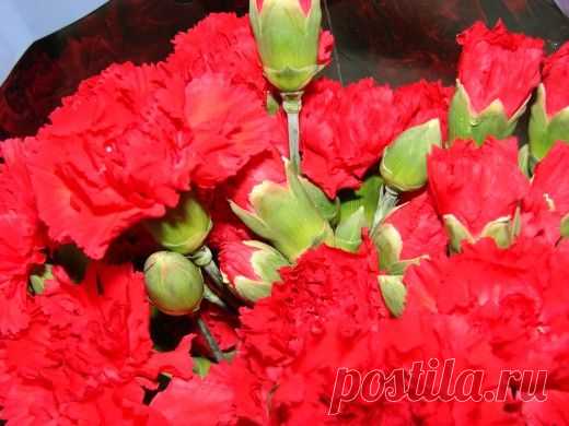 Гвоздика Шабо. Уход, выращивание, размножение. Декоративно-цветущие. Цветы. Садовые растения. Фото. - Ботаничка.ru