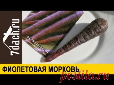 Знакомьтесь: фиолетовая морковь - 7 дач