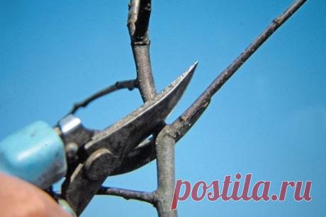 Азы обрезки 

Как сделать так, чтобы ваши плодовые деревья приобрели компактную форму, были удобными для ухода и урожайными? Достаточно немного уметь управлять ростом, густотой дерева и знать его болевые точки. 

Не слушайте соседей, уверяющих, что обрезать плодовые деревья нужно до сокодвижения. На самом деле мы всё успеем! 
Показать полностью…