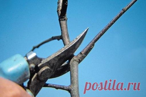 Азы обрезки 

Как сделать так, чтобы ваши плодовые деревья приобрели компактную форму, были удобными для ухода и урожайными? Достаточно немного уметь управлять ростом, густотой дерева и знать его болевые точки. 

Не слушайте соседей, уверяющих, что обрезать плодовые деревья нужно до сокодвижения. На самом деле мы всё успеем! 
Показать полностью…