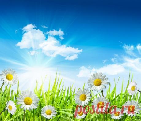 Ромашки для рабочего стола..