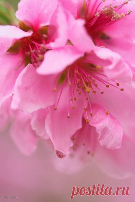 Peach blossoms | Flores y más flores