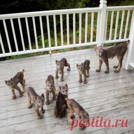 К жителю Аляски «пришел в гости» целый выводок рысей 
«Я никогда не видел столько рысей … Я был ошеломлён».

Недавно с жителем Аляски Тимом Ньютоном случилась удивительная история.

«На прошлой неделе Тим проснулся от шума на террасе — и посмотрел на ул…