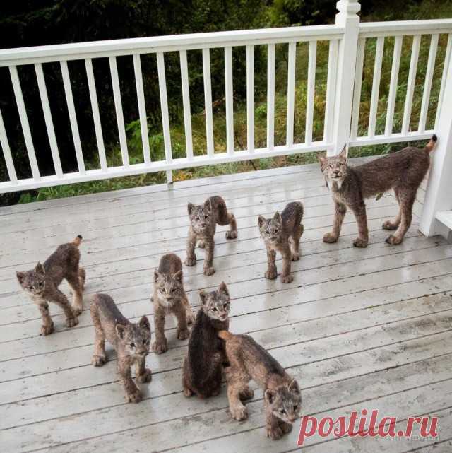 К жителю Аляски «пришел в гости» целый выводок рысей 
«Я никогда не видел столько рысей … Я был ошеломлён».

Недавно с жителем Аляски Тимом Ньютоном случилась удивительная история.

«На прошлой неделе Тим проснулся от шума на террасе — и посмотрел на ул…