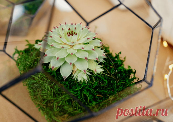 Флорариумы: виды, описание, идеи оформления ~ Planetalsad