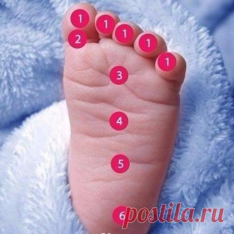 Мягко массируя определенную зону на детской стопе, Вы успокоите своего малыша, если у него что-то болит: 
1 – Нос и горло 2 – Зубы и голова 3 – Солнечное сплетение 4 – Верхняя часть живота 5 – Нижняя часть живота 6 – Тазовая область